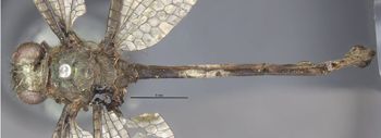 Media type: image;   Entomology 10521 Aspect: habitus dorsal view